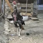 ديك باكستاني   أصيل