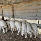 ذبايح ذبيحه حري تيس يوجد تمارا