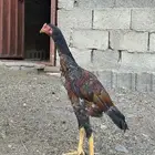 3 ديوك سندي