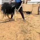 شاه خصم الخصم