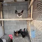 الدجاج بلدي مكاحيل