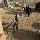 للبيع 4 جفار و1 تيس تربيه