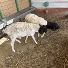 طليان بربري