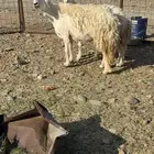 نعاج دفيع حرش