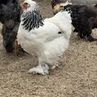 دجاج براهما