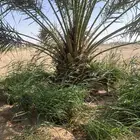 نخل مثمر نقايل للبيع
