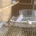 طيور الزيبرا هولندي