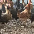 دجاج بلدي بياض