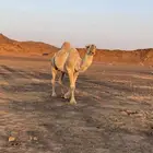 جمل اشقح مشروط