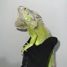 أغوانا خضراء للبيع بصحة ممتازة