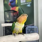 كايك وايت بلي اليف تم البيع