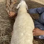 طلي حري