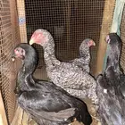 دجاج فيومي الماني شامو