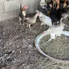 لبيع دجاج بلدي