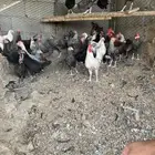 سلام عليكم للبيع دجاج بلدي