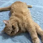 قطة نظيف جدا للتبني ( الجبيل)