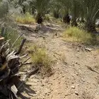 فراخه نخل جثايث