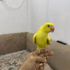 دره لاتينو