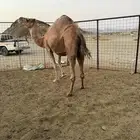 ناقه لحقه موطي قريب تلد