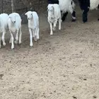 بهم للبيع هرافي لبانيات