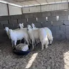 للبيع طليان جبره