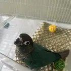 ببغاء بلو شيك