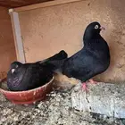 جوز حضان عساس ومنتج قطايف قلاب
