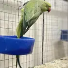 انثى درة جاهزة للأنتاج ( مباع )