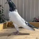 زوج تيدي للبيع