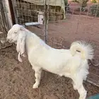 تيس ابيض ابرص