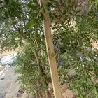 خشب مرابيع وكشافات واصلي ولمبات وكما في الصور