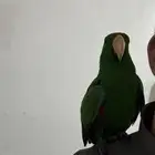 ببغاء أكليكتوس للبيع