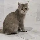 قطط سكوتش للبيع