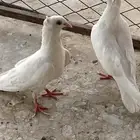 للبيع قلابي اخوان