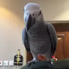 ببغاء كاسكو