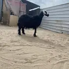نعجه دافع