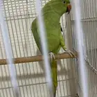 درة أنثى للإنتاج للبيع أو البدل