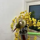 طير كنيور