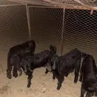 لبيع تيوس عدلات وطيبات بلحيل