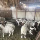 ذبائح توصل لحد بيتك
