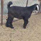 تيس ذبيحه
