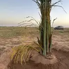 نخل خضري مع التوصيل للموقع والغرس