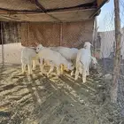 6 خرفان طيبات مغلقه عمر بين 5 و6 اشهر