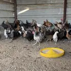 صوص بلدي
