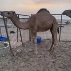 قعوود فاخر