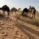 قعدان حشو