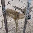 للبيع