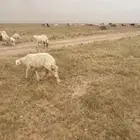 فحل حري مطلوب