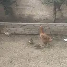 دجاجة بعيالها بلدي