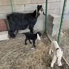 للبيع عنز والد معها ثنين